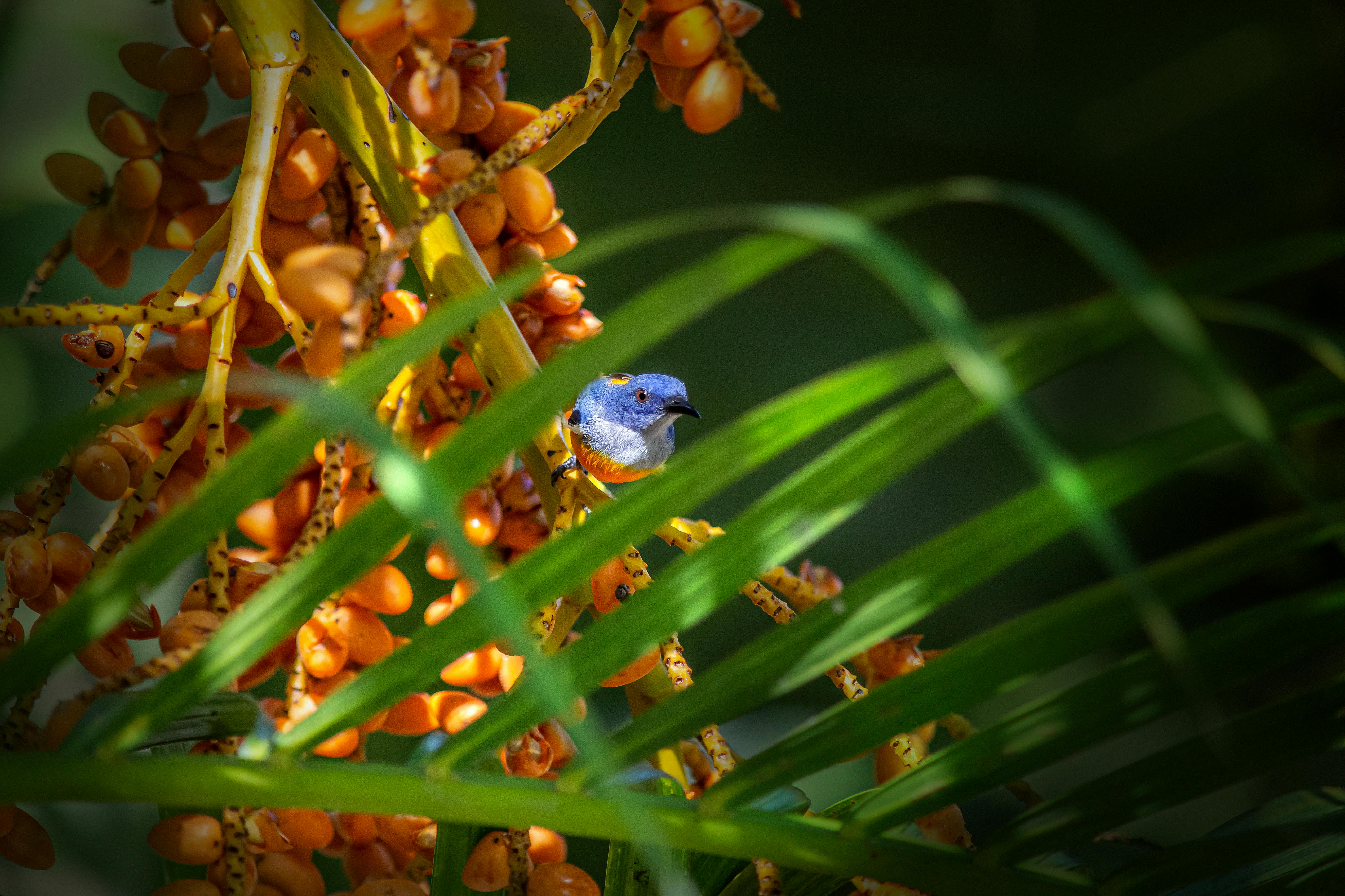 Blue and White Bird on Yellow Flower Buds · Free Stock Photo