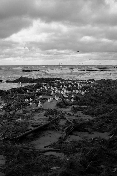 Seabirds on Seashore