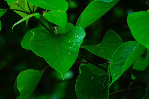 бесплатная Бесплатное стоковое фото с зеленый, капли дождя, крупный план Стоковое фото