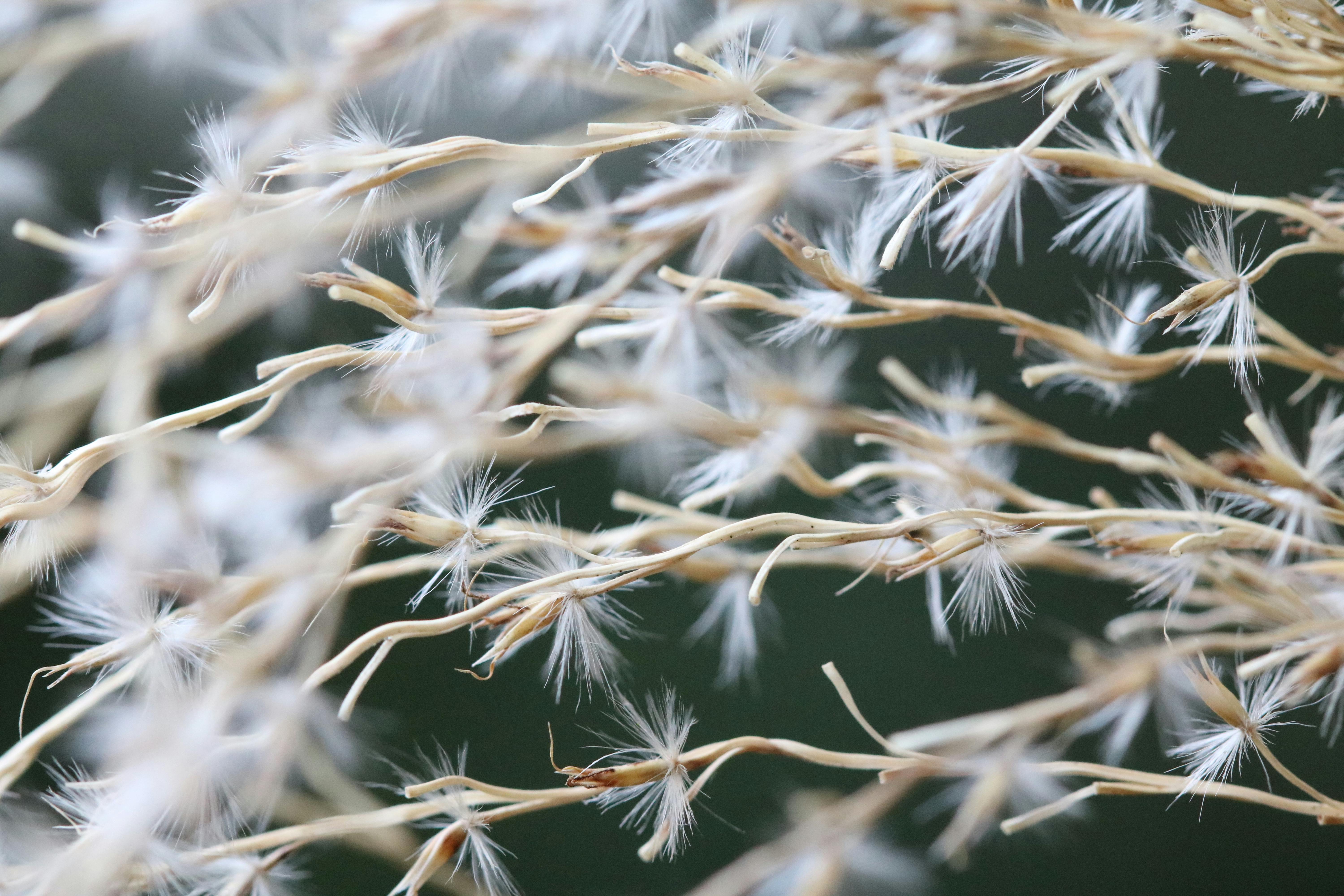 在深色背景下，凤尾鱼籽头的温和特写镜头轻柔地吹着，展示了精致的白色纤维