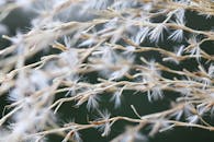 在深色背景下，凤尾鱼籽头的温和特写镜头轻柔地吹着，展示了精致的白色纤维