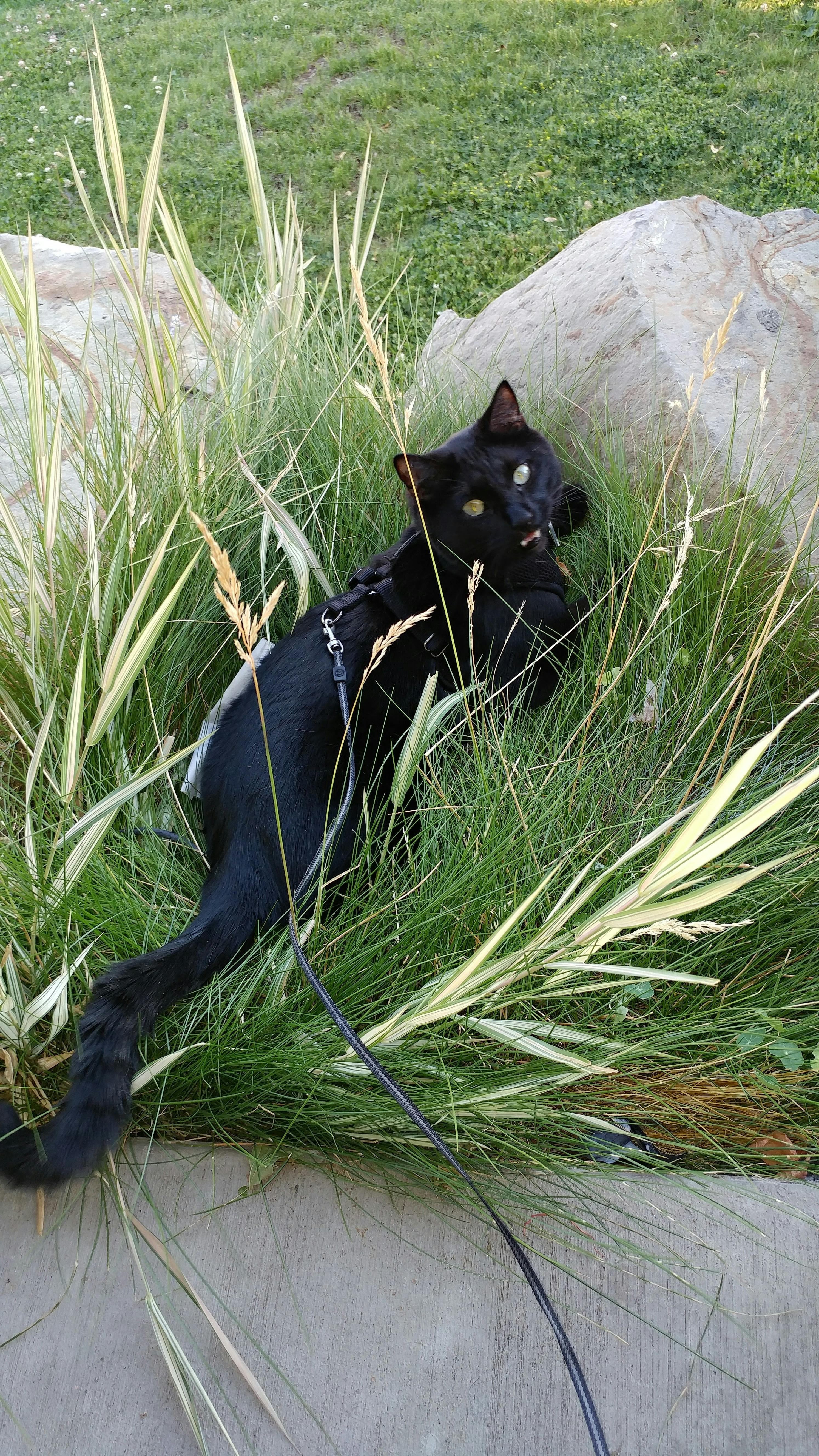 夕阳下的风力涡轮机群,叶片缓慢转动