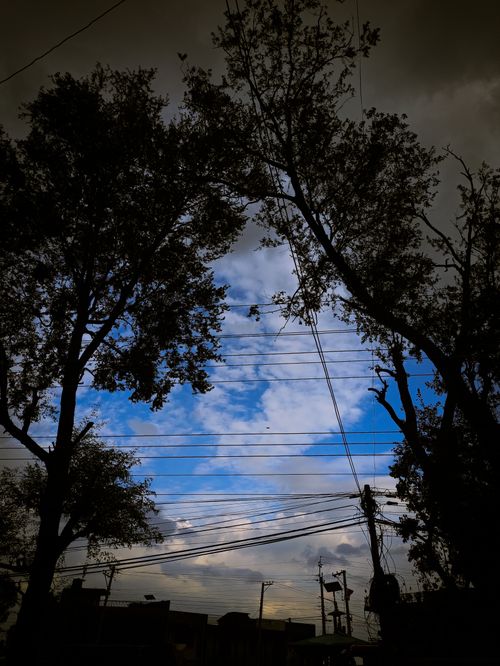 Free stock photo of bad weather, beauty of nature, big trees Stock Photo