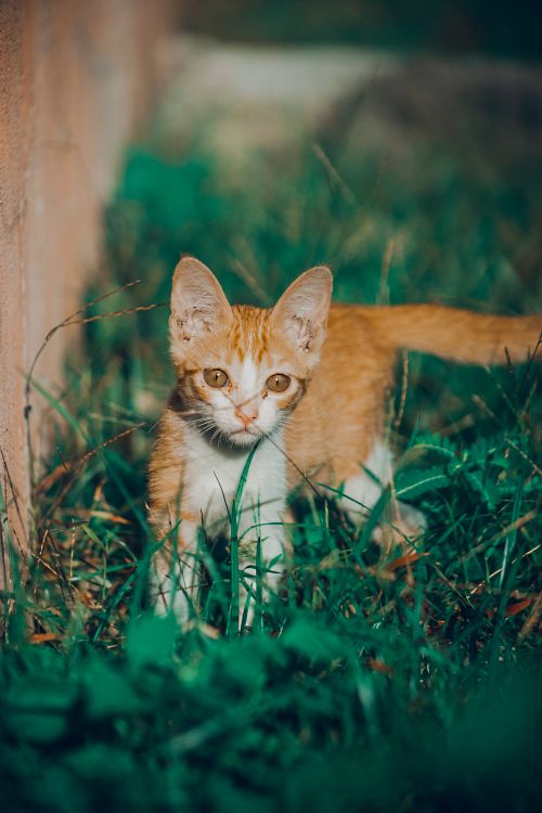 Free Adorable ginger tabby kitten exploring in lush green grass on a sunny day. Stock Photo