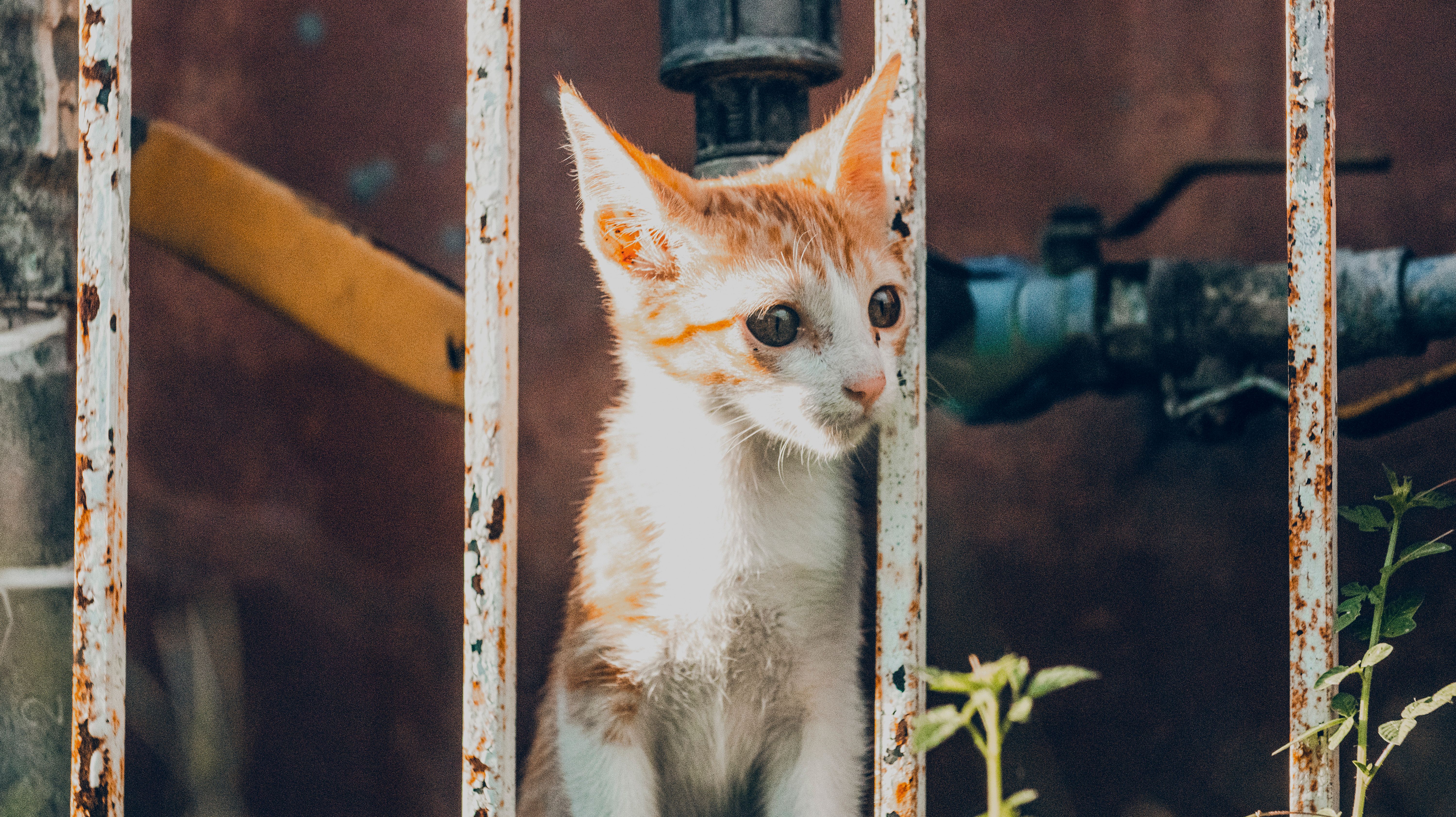 Cat and dog looking at each other through baby gate during safe introduction