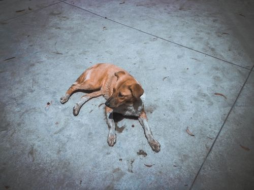 Free stock photo of dog, dogs, incredibledog Stock Photo