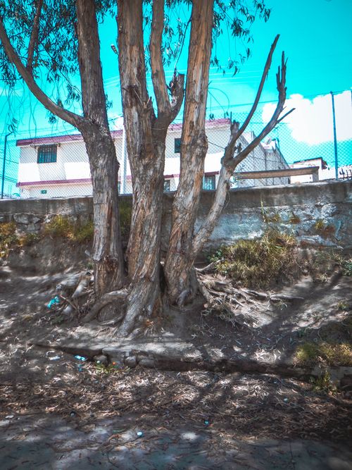 Free stock photo of lightroom, tree, trees Stock Photo