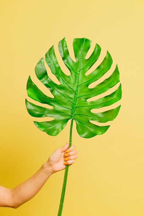 Free Person Holding Green Swiss Cheese Plant Leaf Stock Photo
