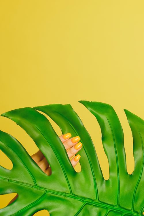 Free Bright yellow nails peeking through a Swiss cheese plant leaf against a yellow background. Stock Photo