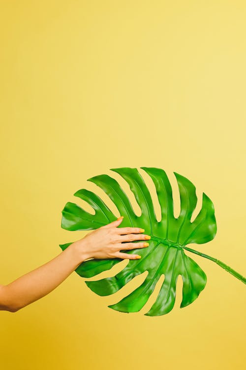 Gratis lagerfoto af grønt blad, gul baggrund, hånd