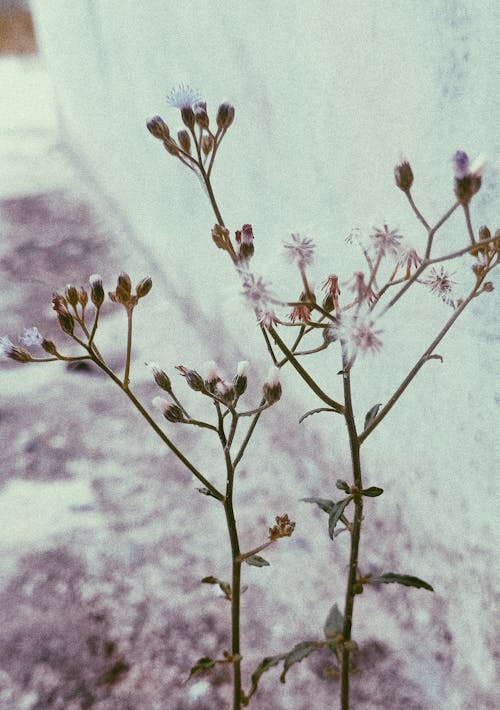 Close up of Thin Flowers 