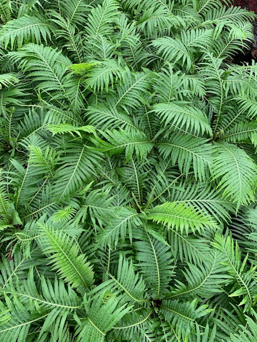 Lush Green Leaves