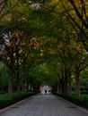 Pave Pathway in Between Trees
