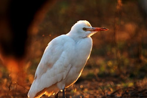 Close-up of a Heron 