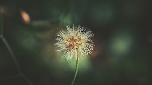 Delicate Dandelion Flower