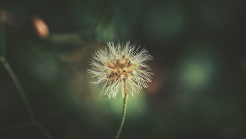 Kostnadsfri bild av blomma, delikat, flora