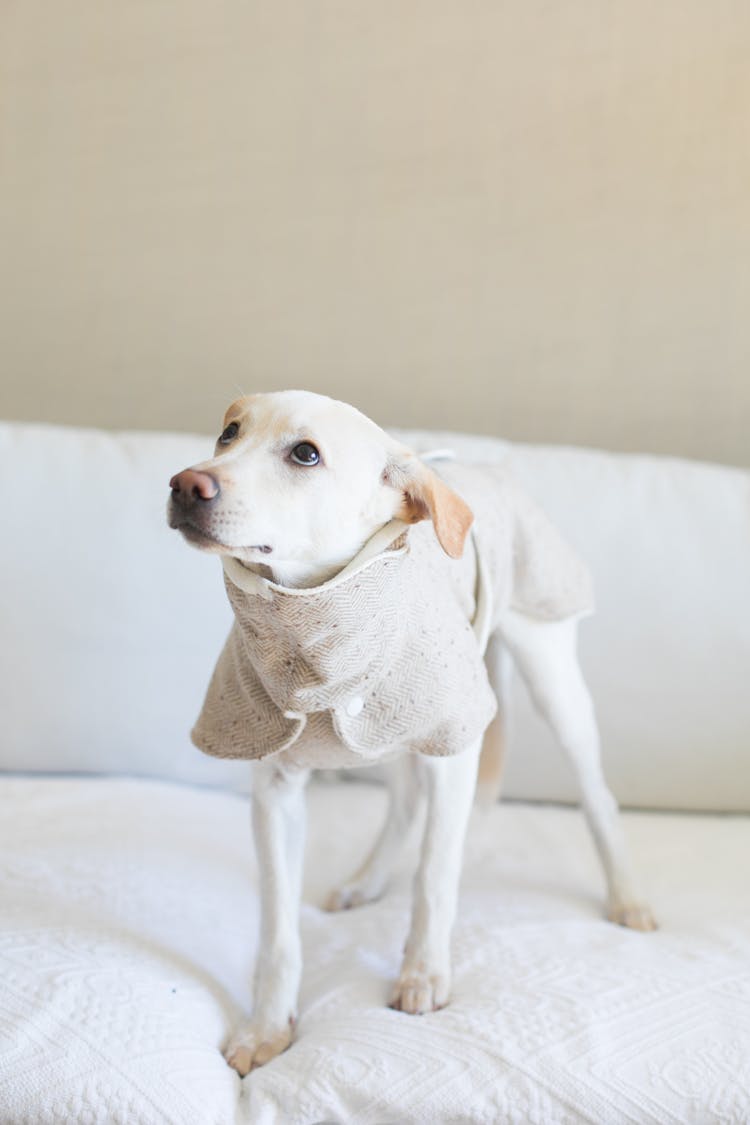 A Dog On A Bed