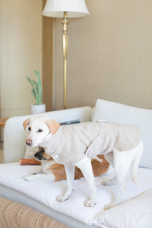 Cute Puppies on the Bed 