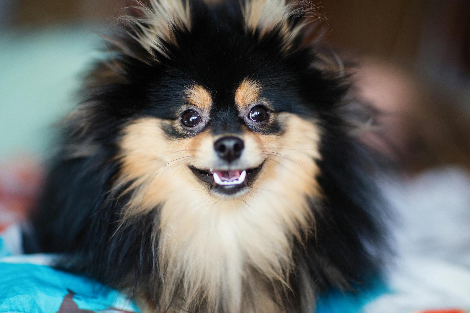 Pomeranian Dog