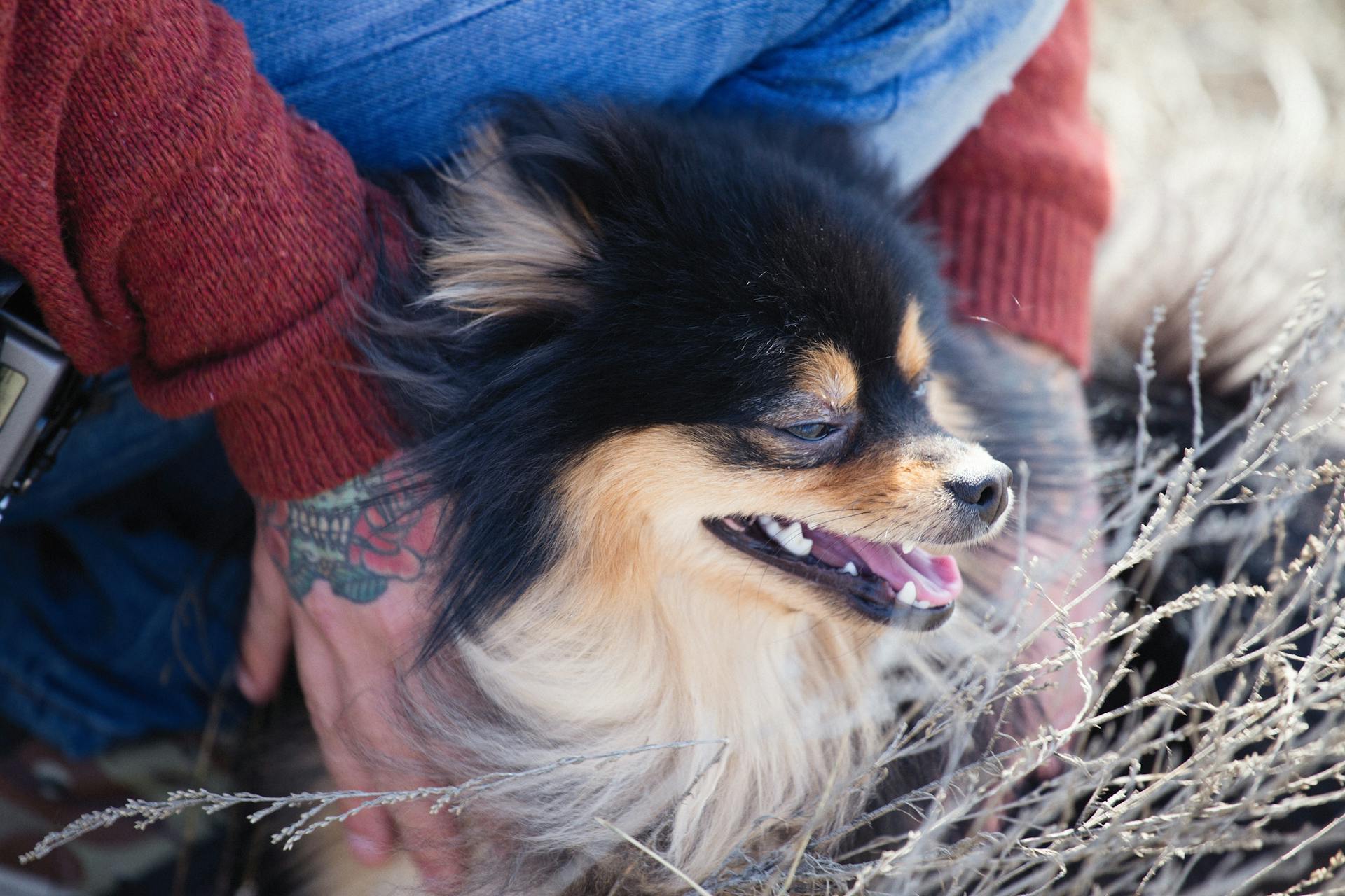 A Woman in Red Sweater Holding Black and Brown Pomeranian