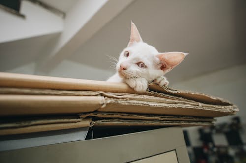 무료 갈색 접힌 골 판지 상자에 흰색 고양이 스톡 사진