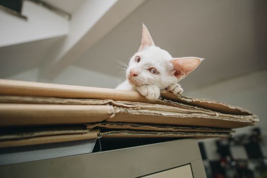 一只迷人的白色小猫躺在室内的纸板上，好奇又可爱