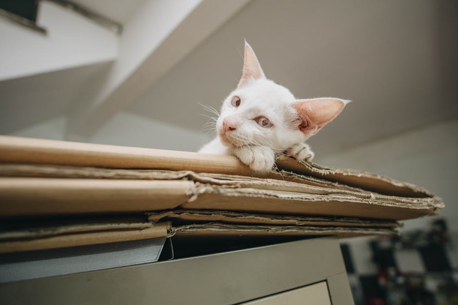 White Kitten on Brown Folded Cardboard Box