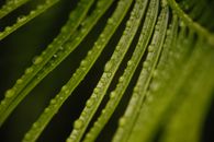 Water Droplets on Green Leaf