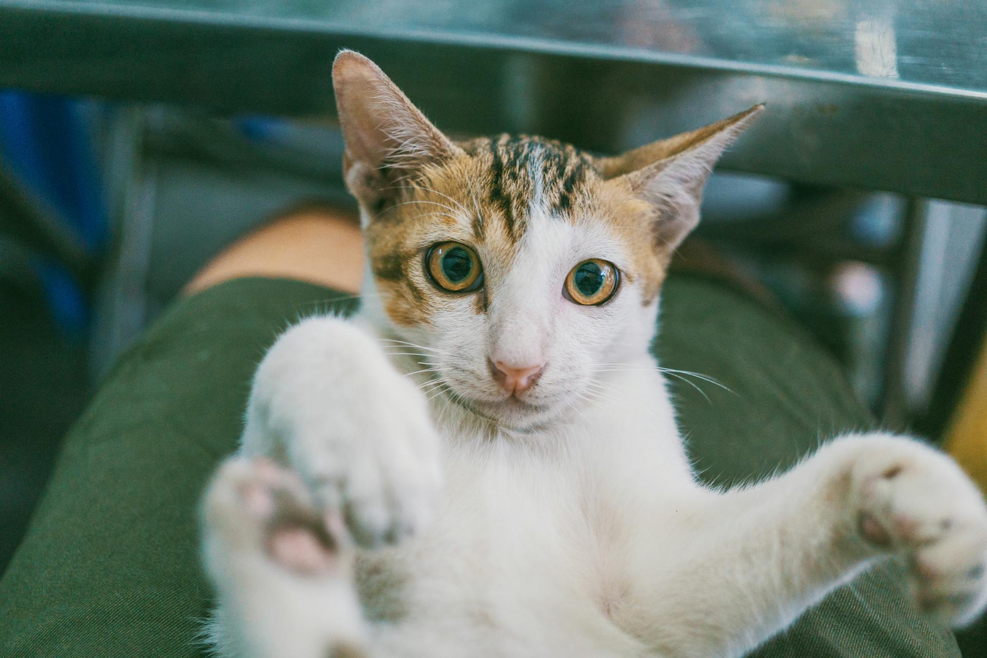 Un chat blanc sur les genoux de quelqu'un