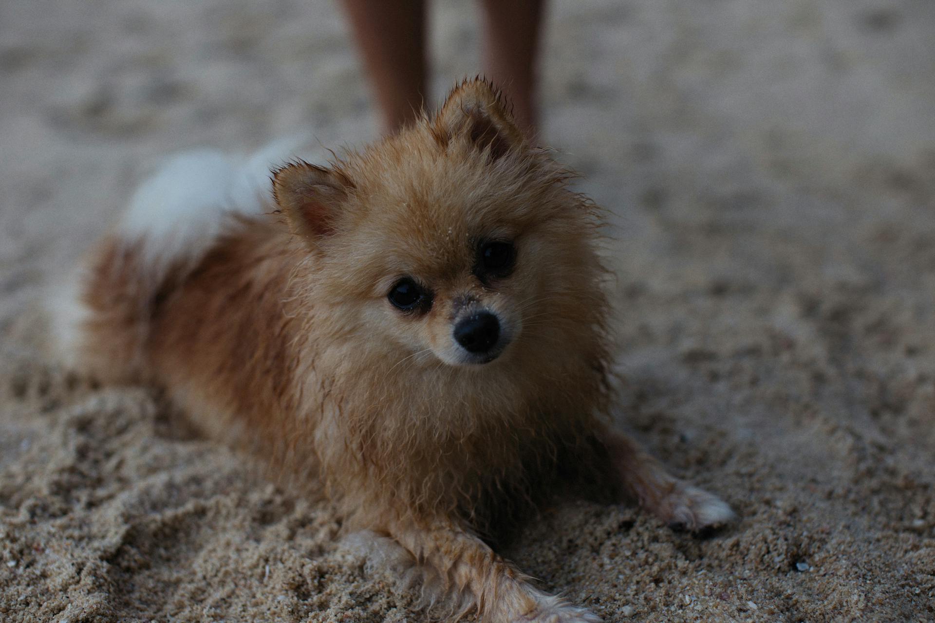 Brun Pomeranian-valp på brun sand