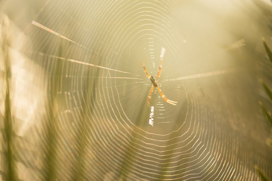 A close-up of a spider sitting on a beautifully sunlit web surrounded by natural greenery.
