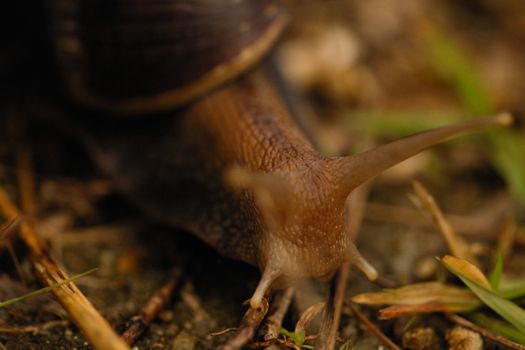 Detailed macro shot of a garden snail on earthy ground, showcasing its texture.