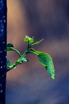 A vibrant close-up of fresh green leaves with raindrops against a blurred natural background.
