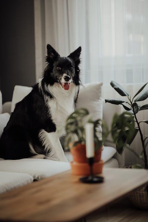Free Black and White Dog Sitting on Couch Stock Photo