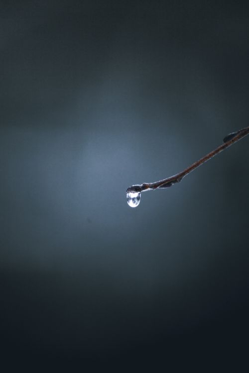 Free A close-up shot of a single dew drop hanging from a twig against a dark background. Stock Photo