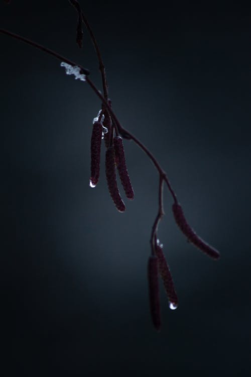 Close-up of Hazel Tree in Winter