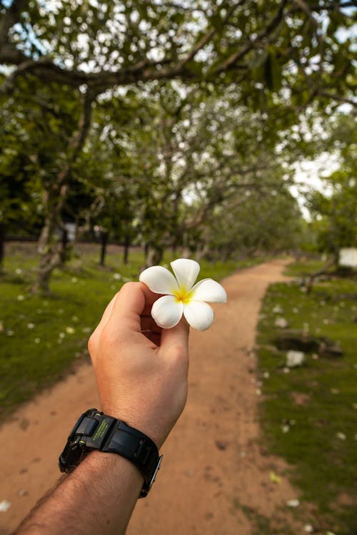 Man Hand Holding Flower over Footpath