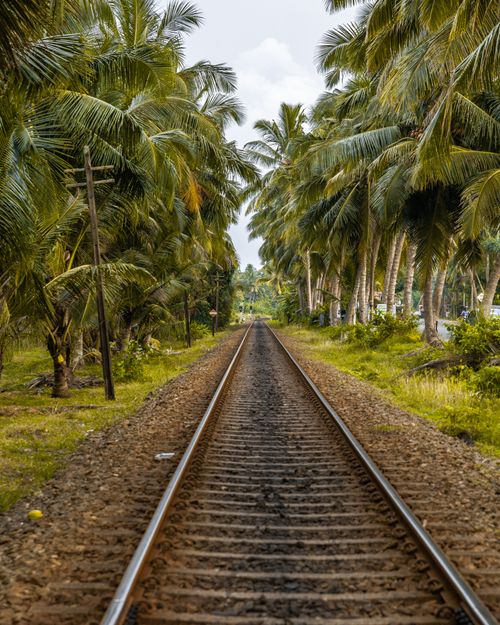Free A picturesque railway line surrounded by lush palm trees, perfect for nature lovers. Stock Photo