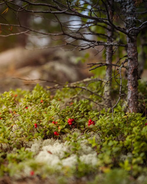 Berries on Bushes under Trees