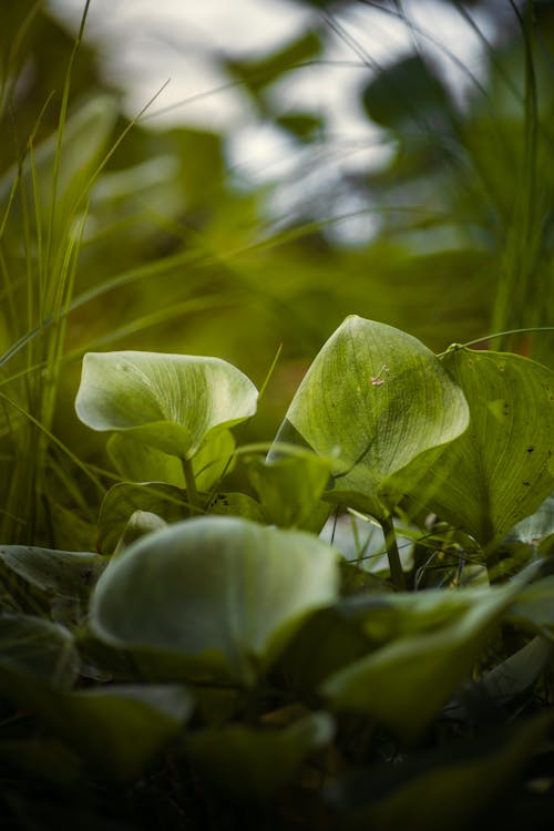 Close up of a Plant