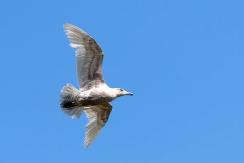 Free White Bird Flying in the Sky Stock Photo