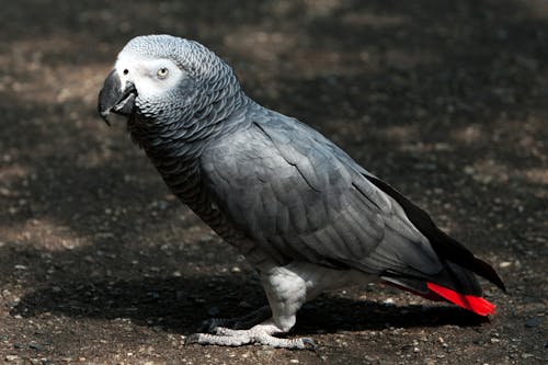 Close-up of a Parrot 