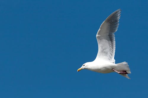 Gratis arkivbilde med aves, blå himmel, dyr