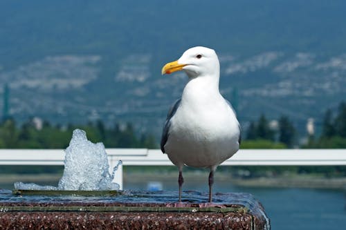 Shallow Focus Photo of Seagull