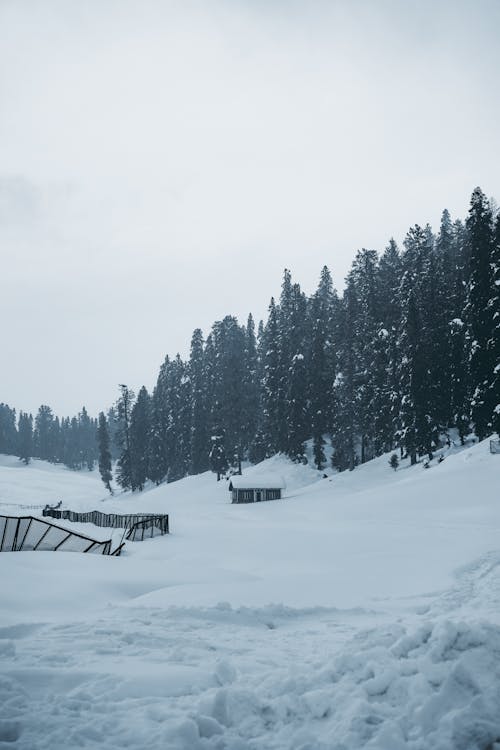 Photograph of Trees Near White Snow