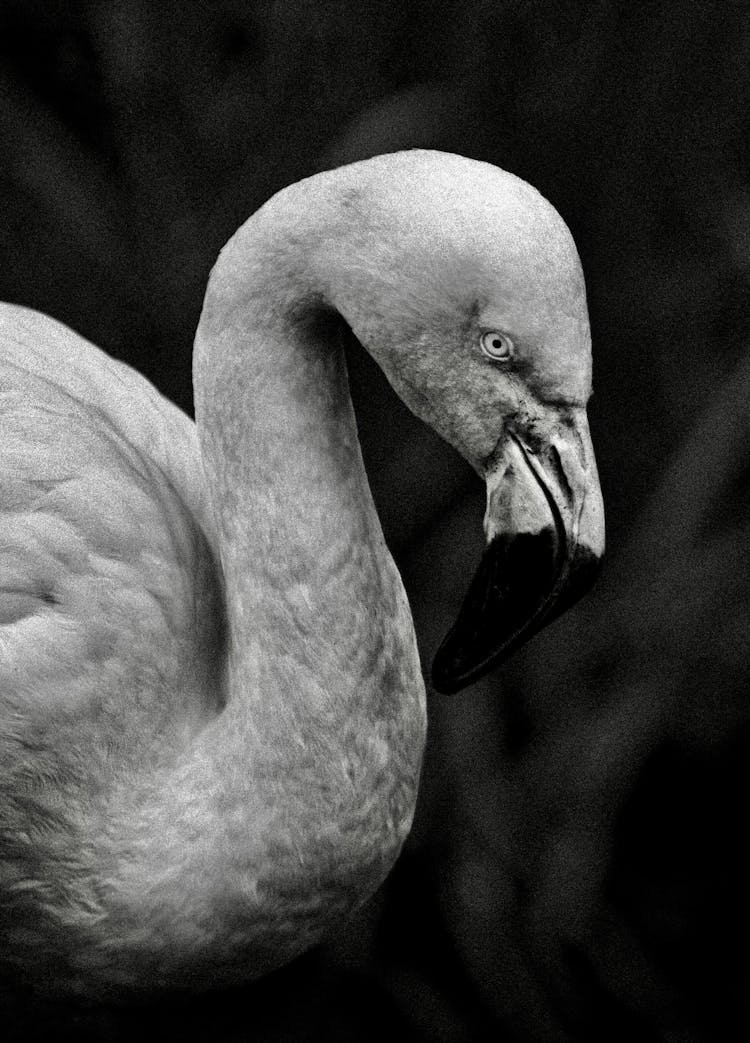 Black And White Photo Of Flamingo