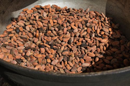 Free A large bowl filled with fresh cocoa beans, ready to be processed into chocolate products. Stock Photo