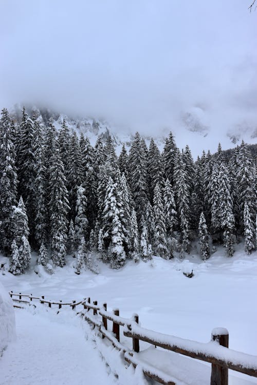 Immagine gratuita di alberi, coperto di neve, esterno