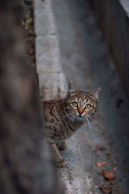 Free A curious tabby cat with striking eyes peeks from an alley in Tehran, Iran. Stock Photo