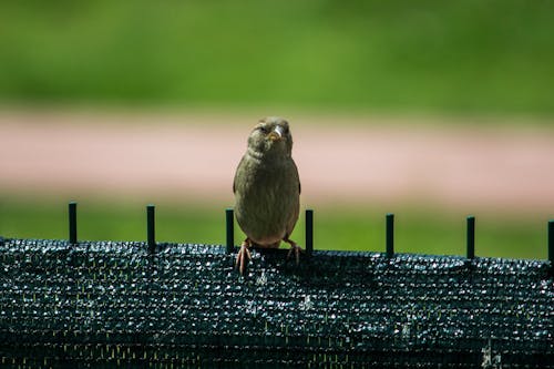 Gratis stockfoto met beesten, natuur, oog